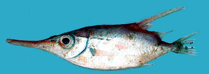 Macroramphosus scolopax_06